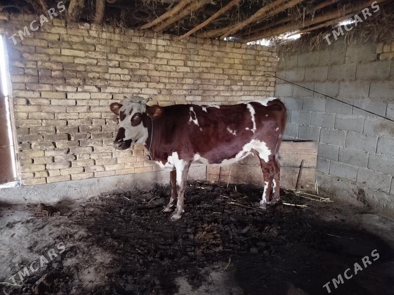 semiz gaçar - Дашогуз - img 1