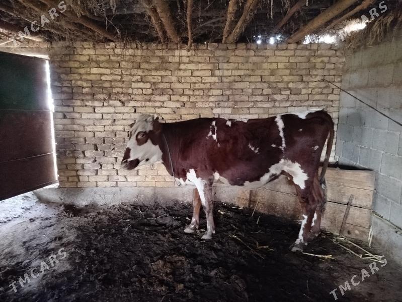 semiz gaçar - Дашогуз - img 2