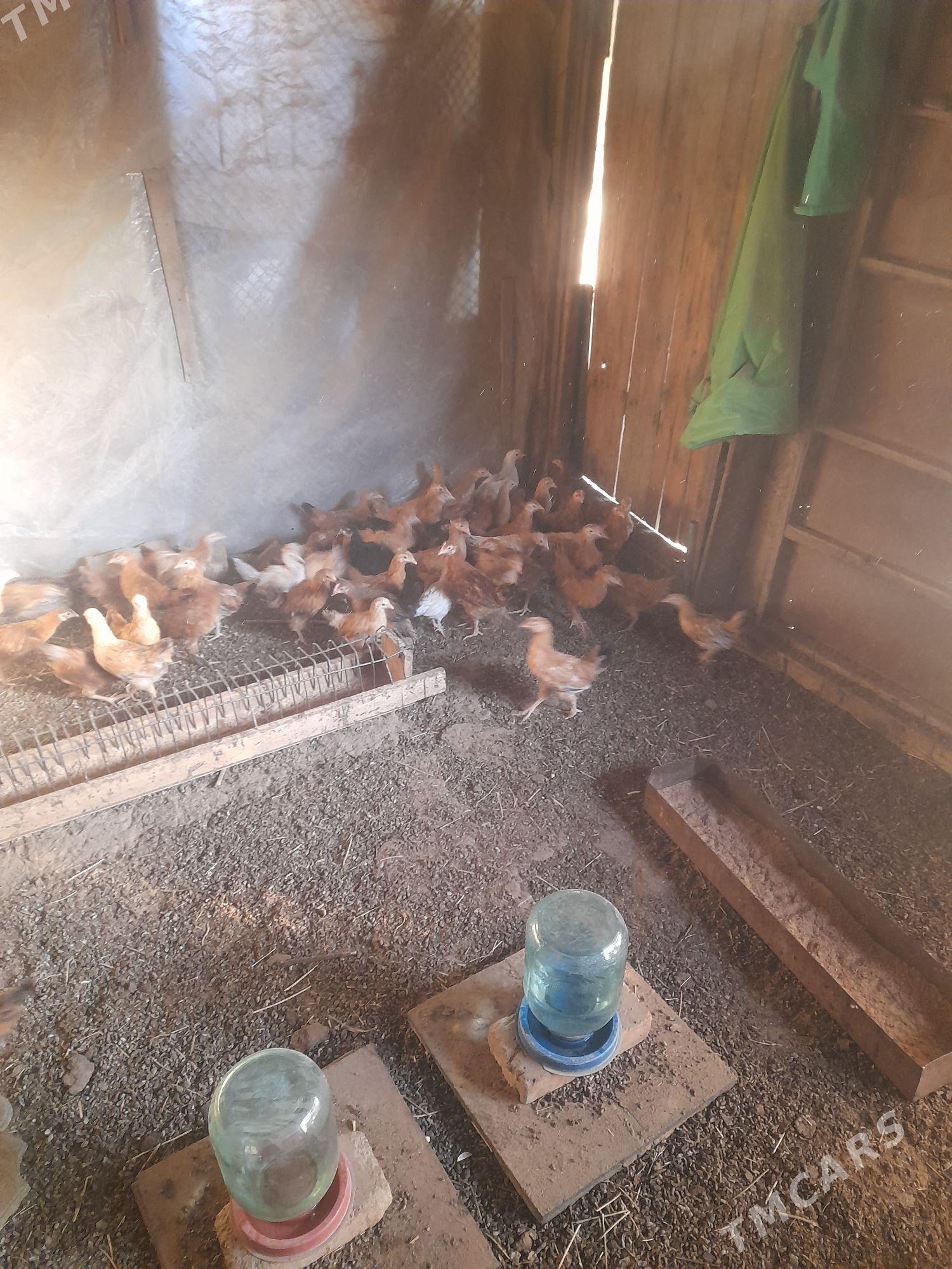 towuk - Änew - img 2