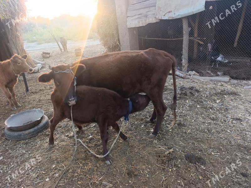 Sygyr - Gubadag - img 2