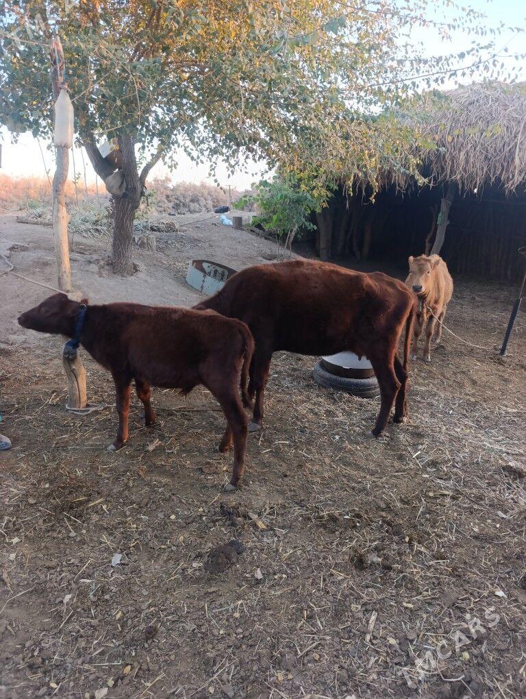 Sygyr - Gubadag - img 1