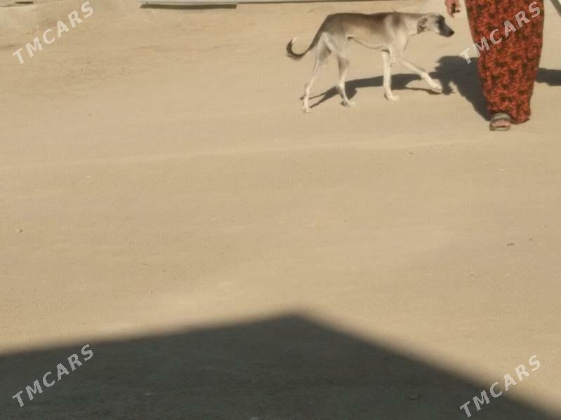 Tazy - Balkanabat - img 1