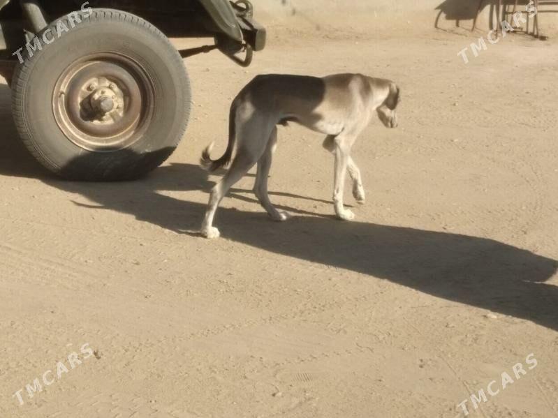 Tazy - Balkanabat - img 7