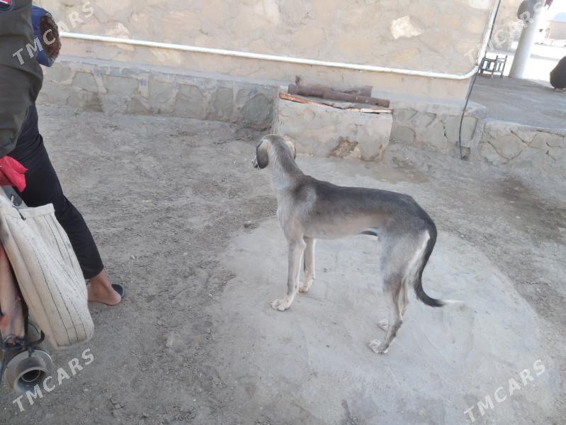 Tazy - Balkanabat - img 2