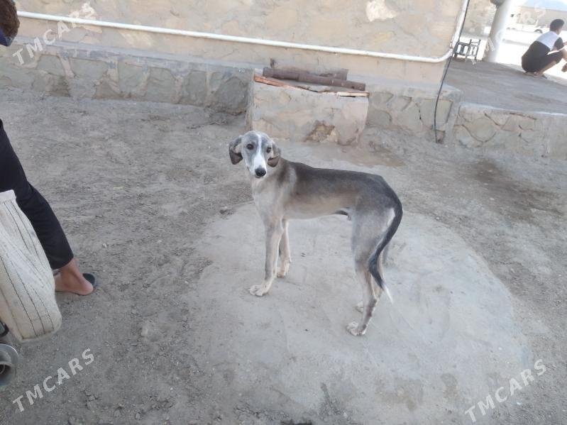 Tazy - Balkanabat - img 4