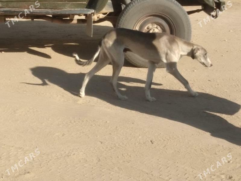 Tazy - Balkanabat - img 5