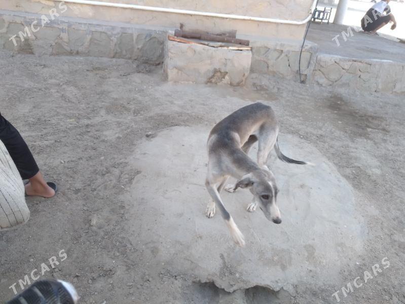 Tazy - Balkanabat - img 6