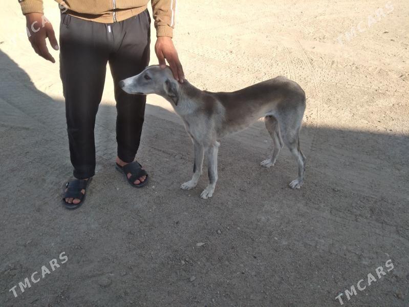 Tazy - Balkanabat - img 3