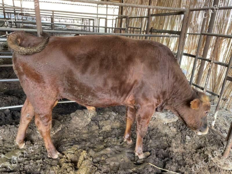 okuz - Мары - img 4