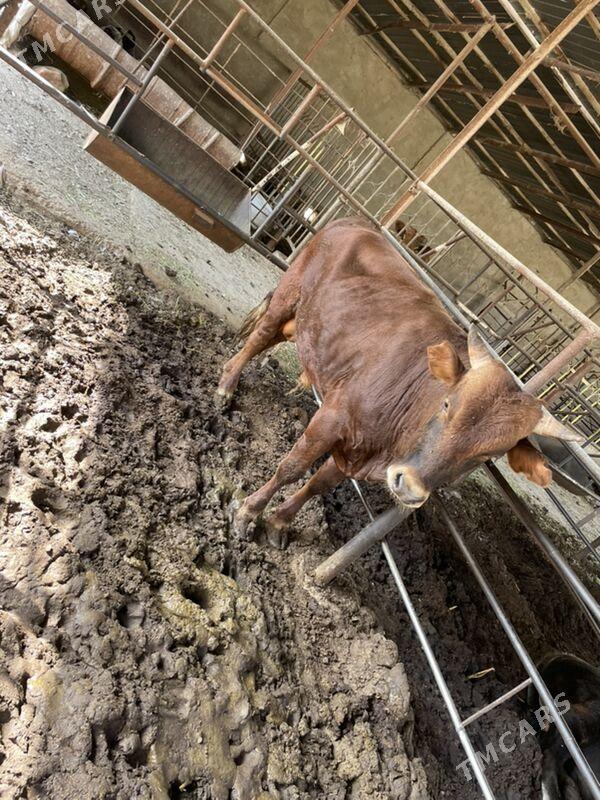 okuz - Мары - img 2