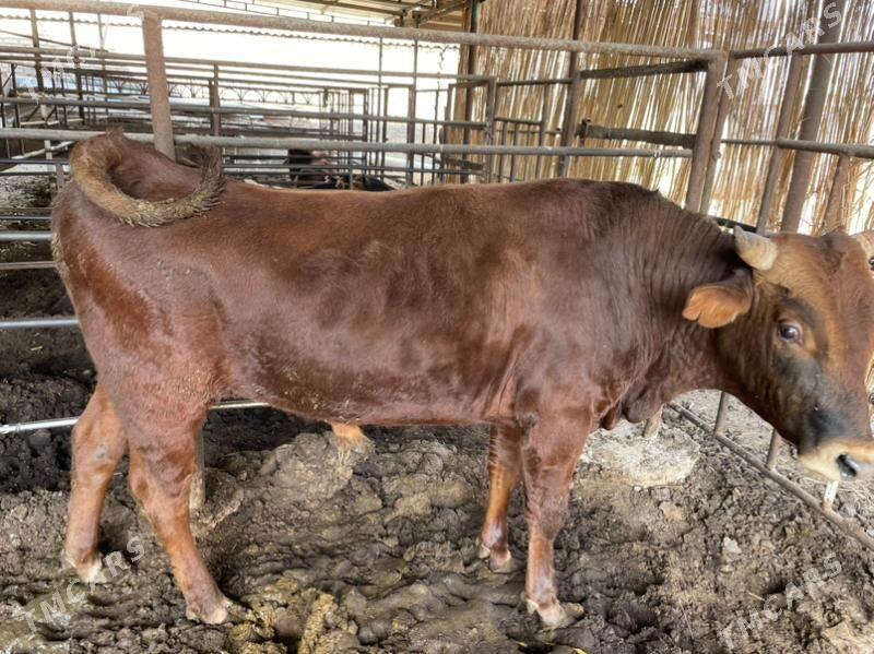 okuz - Мары - img 3