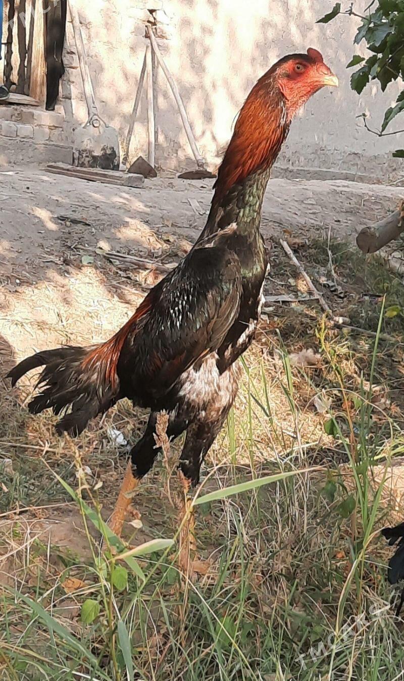 Horaz - Шабатский этрап - img 1