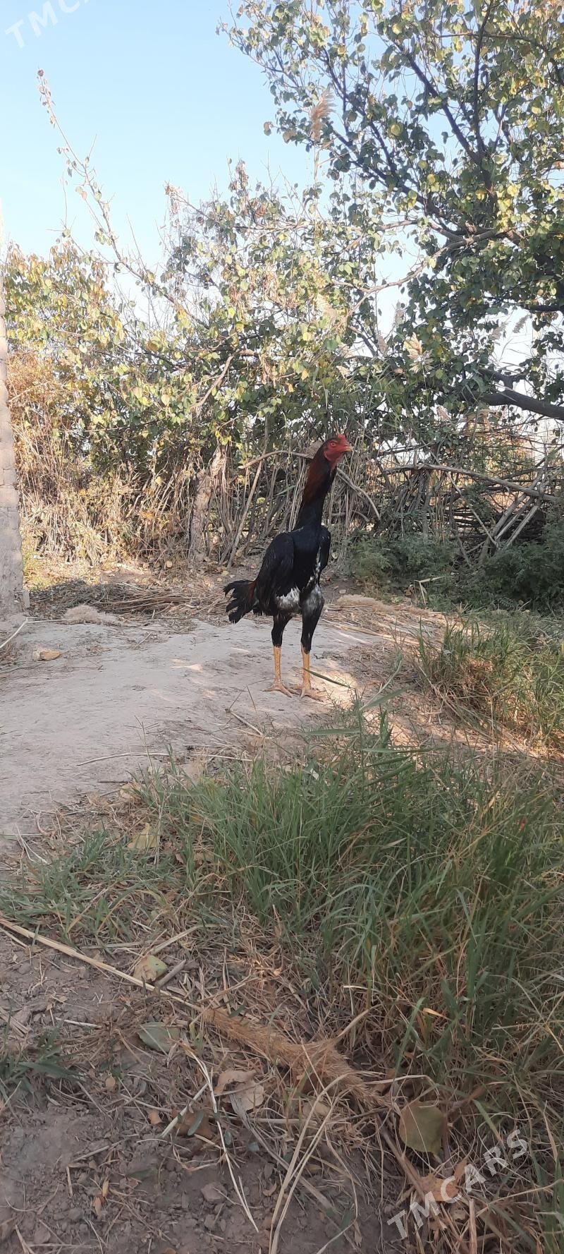 Horaz - Şabat etr. - img 2