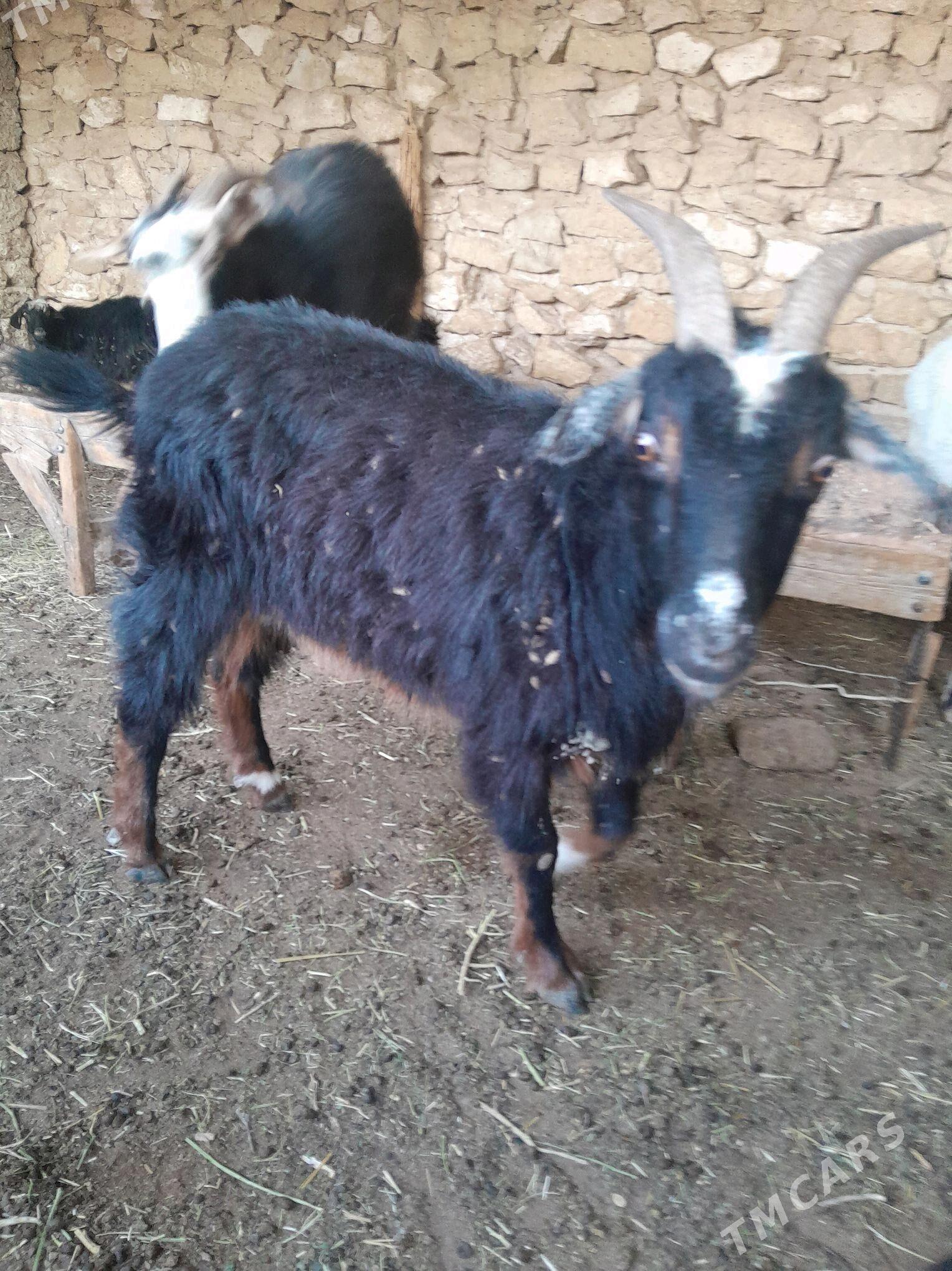 geci - Гызыларбат - img 1