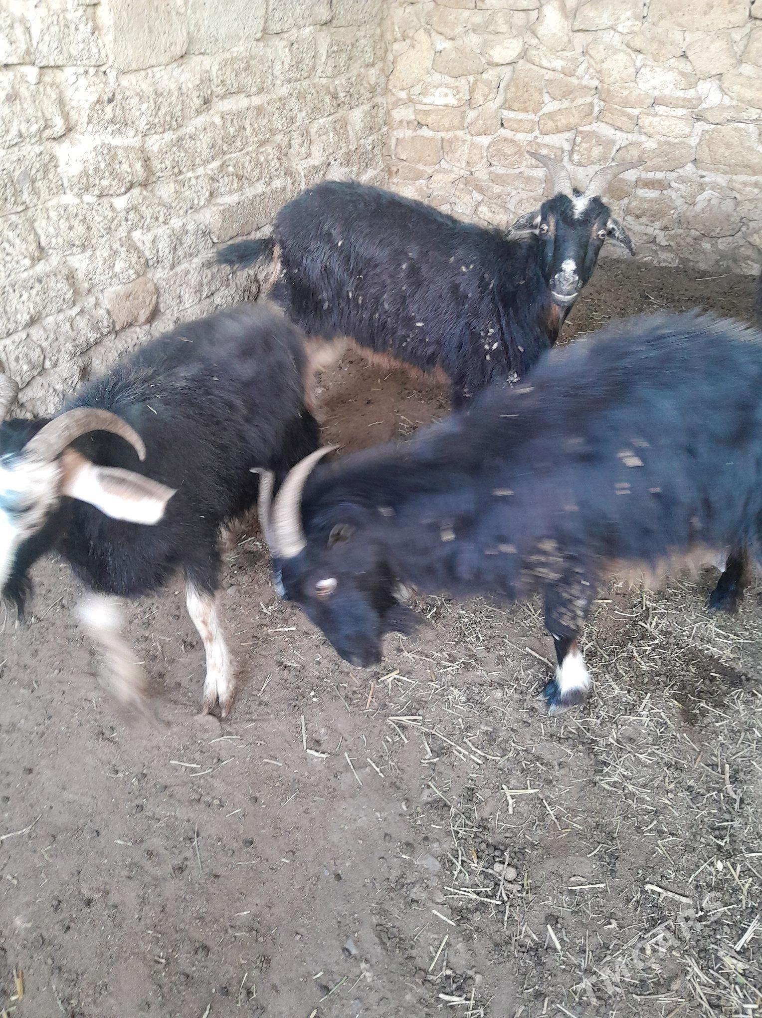 geci - Гызыларбат - img 2