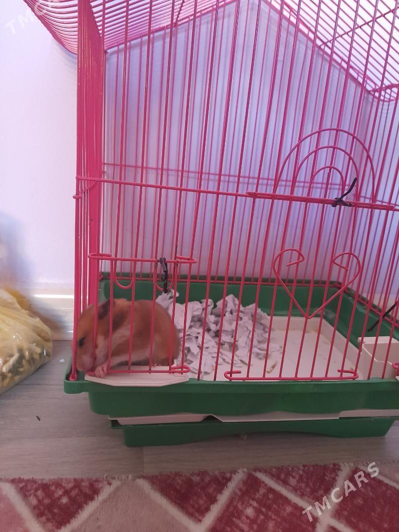 Hamýak - 3 мкр - img 2