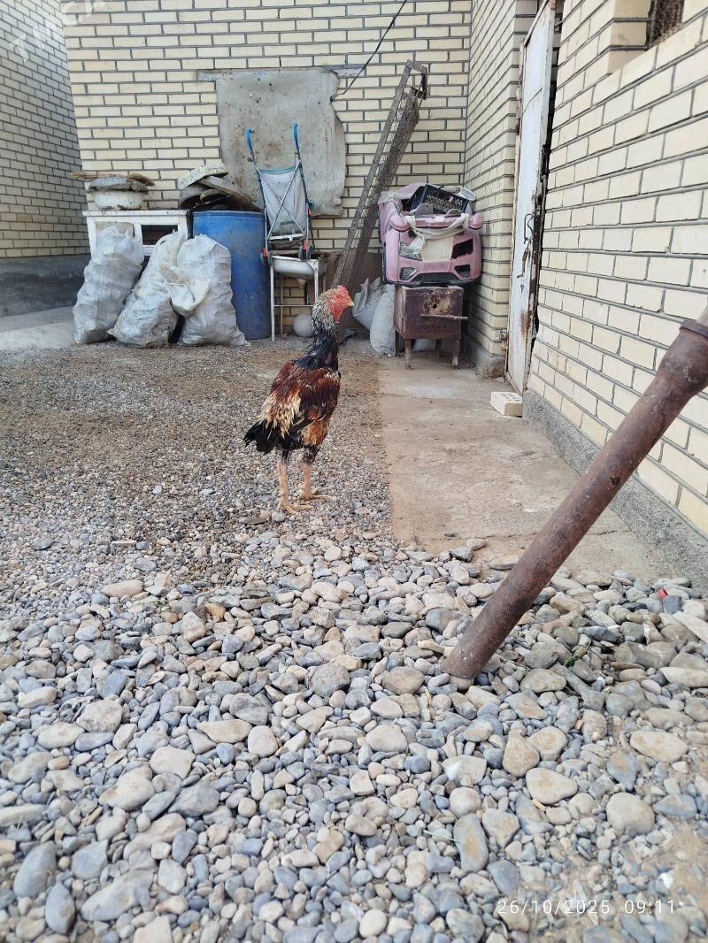 horaz - Mary - img 1