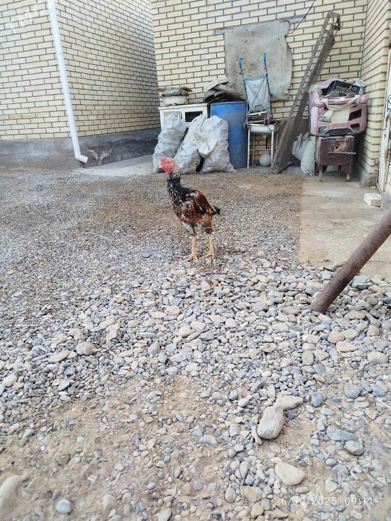 horaz - Mary - img 3