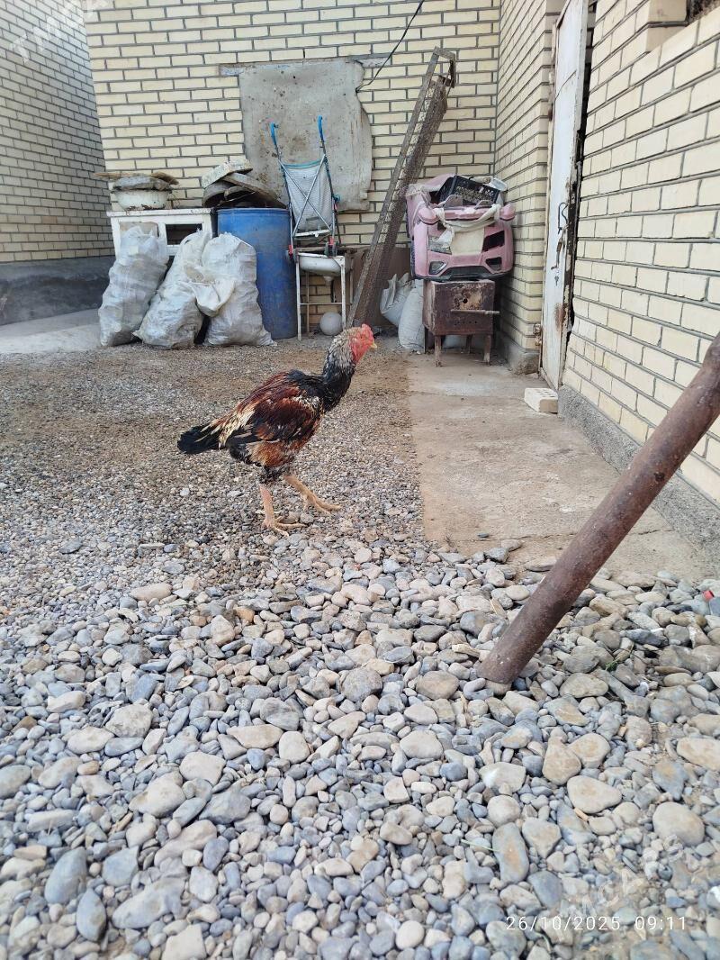 horaz - Mary - img 2