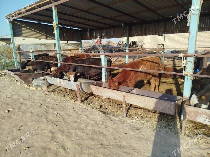 okuz - Векильбазар - img 2