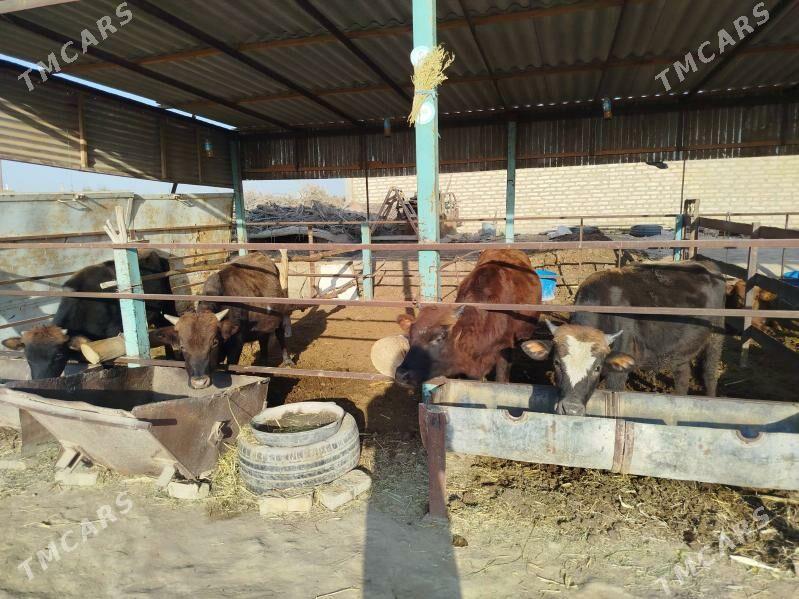 okuz - Векильбазар - img 1