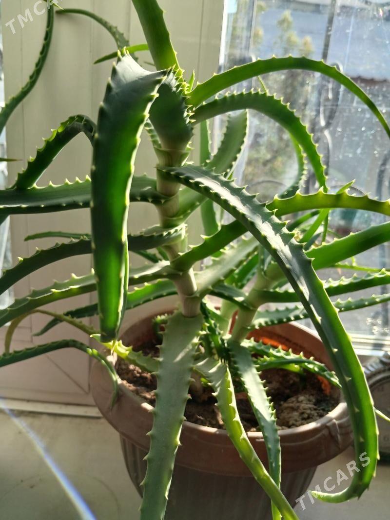 aloe wera - Анев - img 2