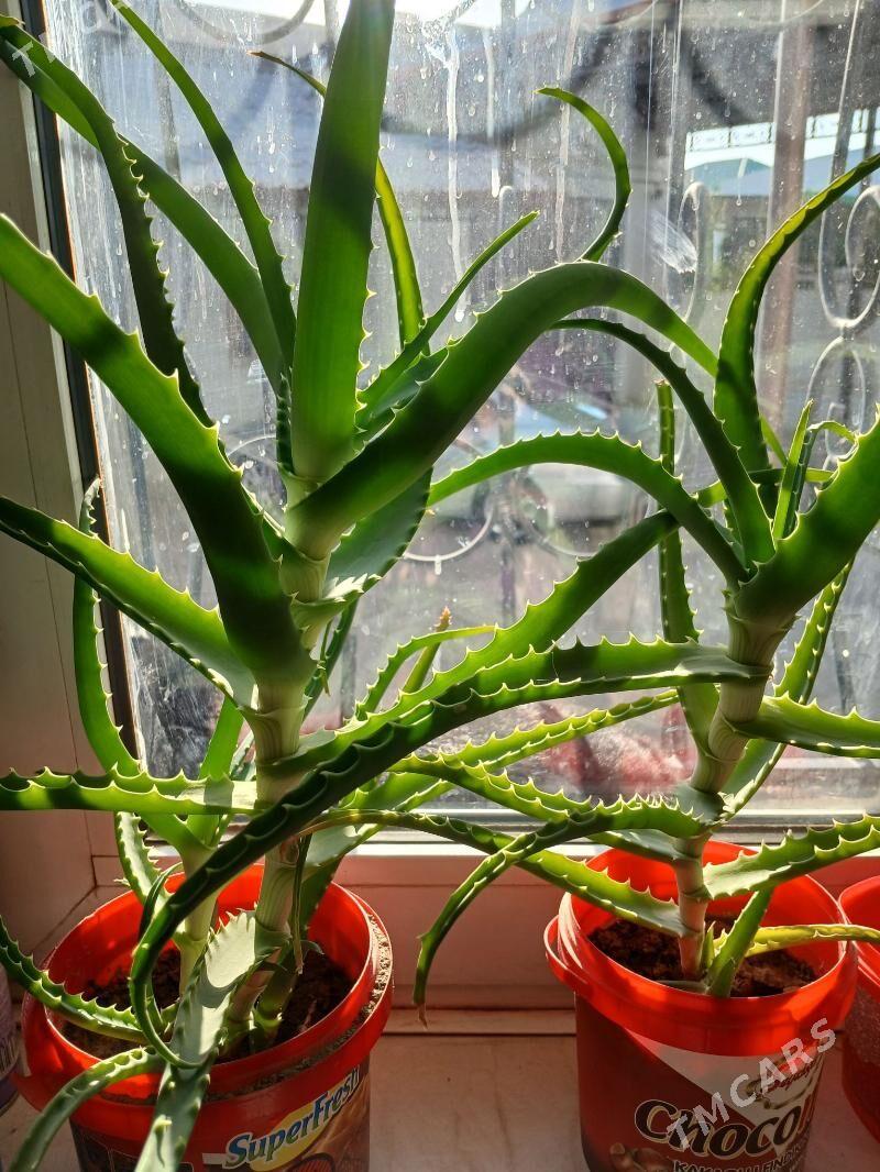 aloe wera - Анев - img 1