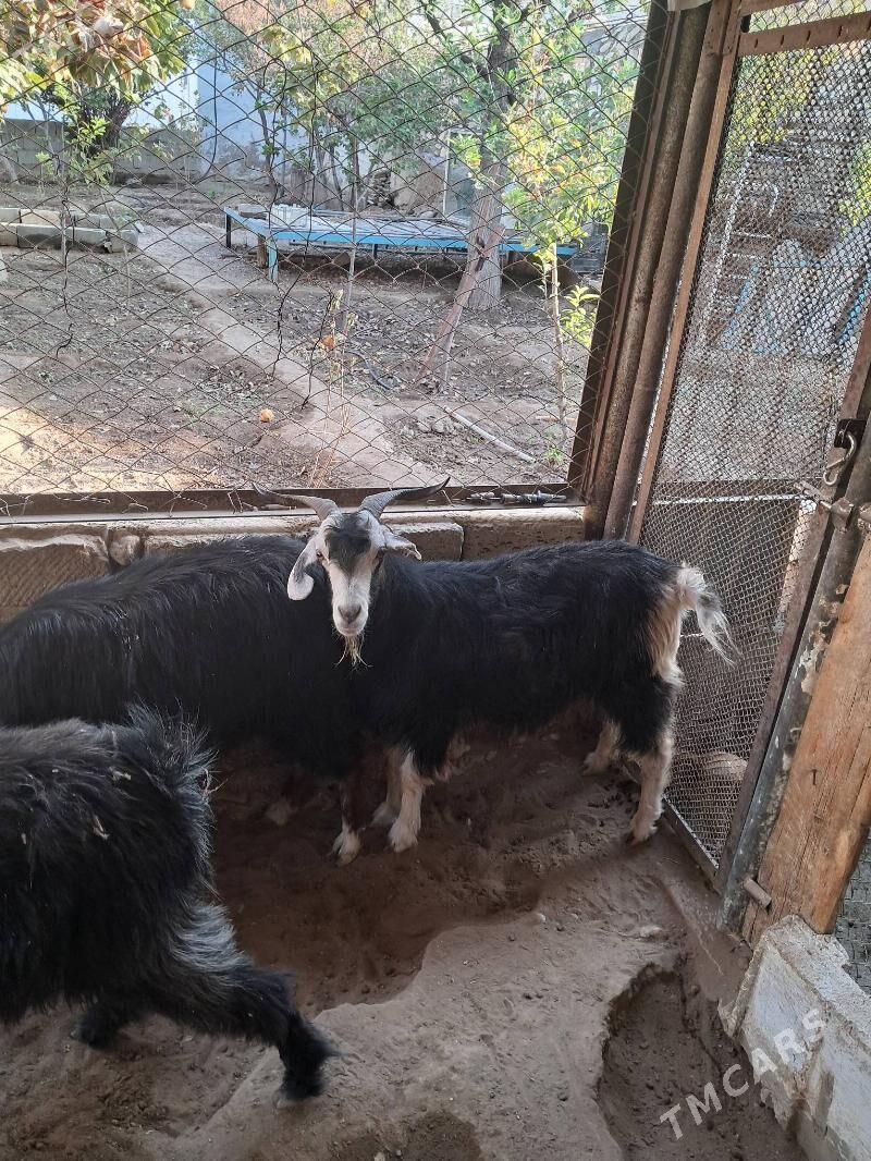 geci - Balkanabat - img 2
