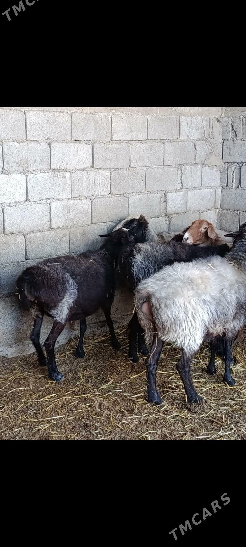 goyunlar - Gökdepe - img 1