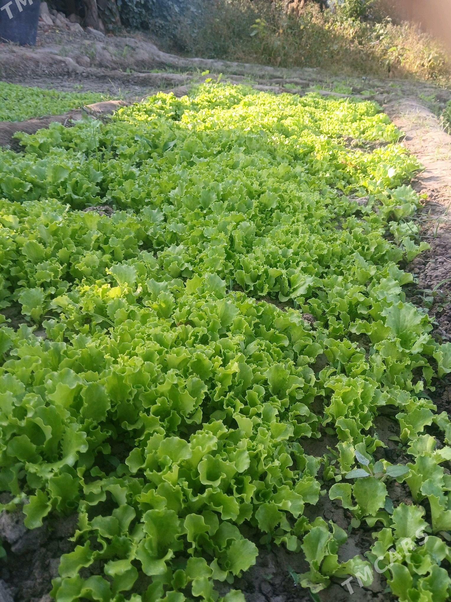 Salat list styl - Гёкдже - img 1