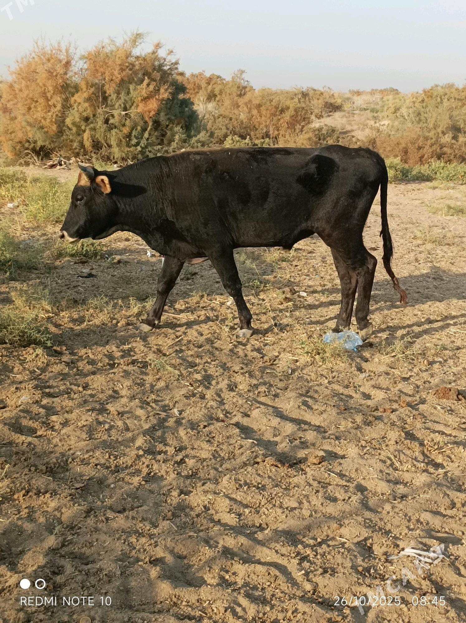 Ökuz - Babadaýhan - img 1