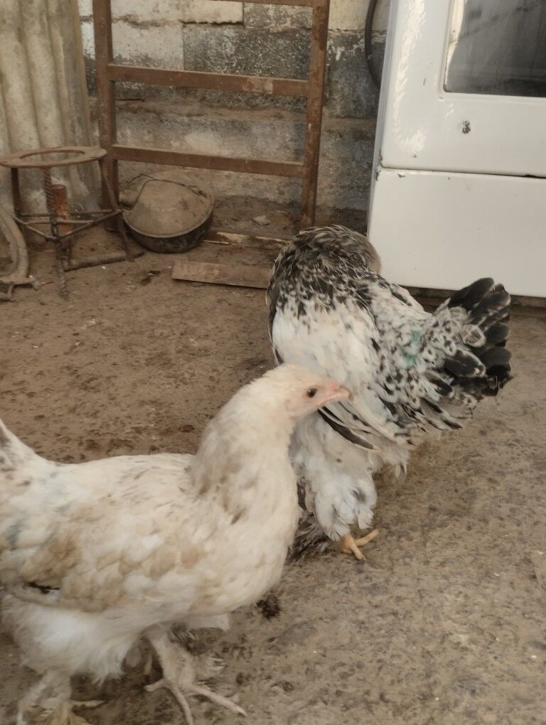 оригинал.брама.жуже - Гарадамак - img 9