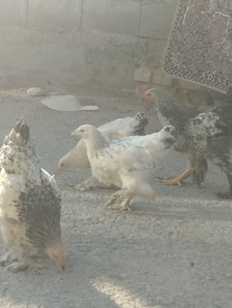 оригинал.брама.жуже - Гарадамак - img 8