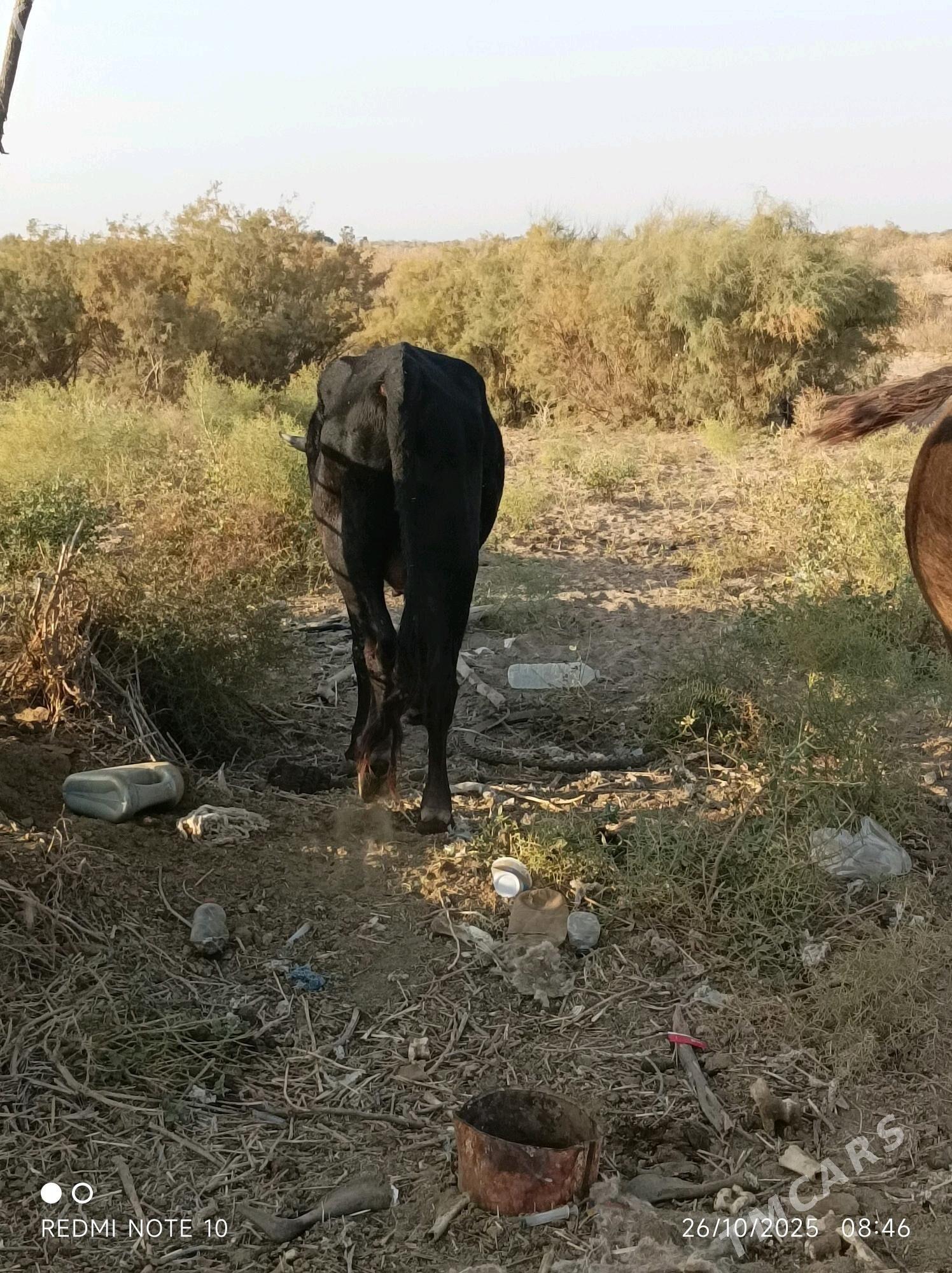 Ökuz - Babadaýhan - img 3