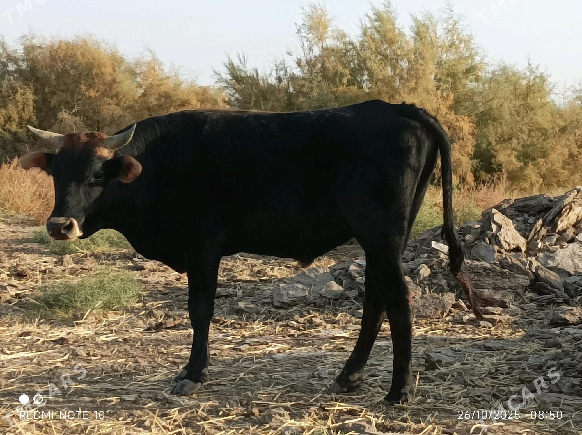 Ökuz - Babadaýhan - img 2