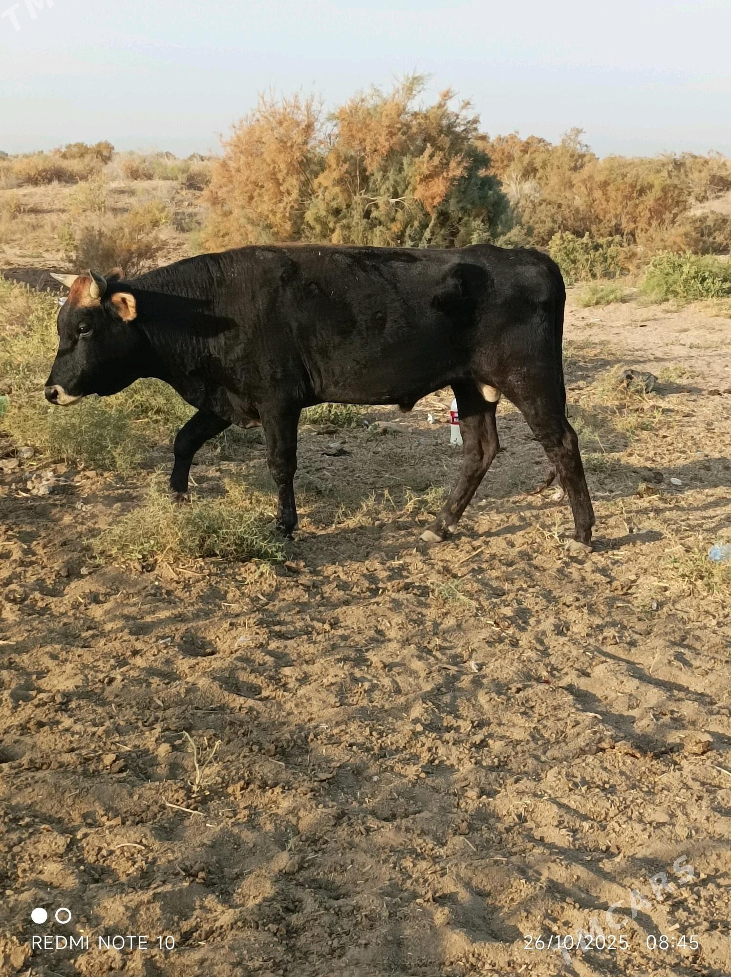 Ökuz - Babadaýhan - img 4