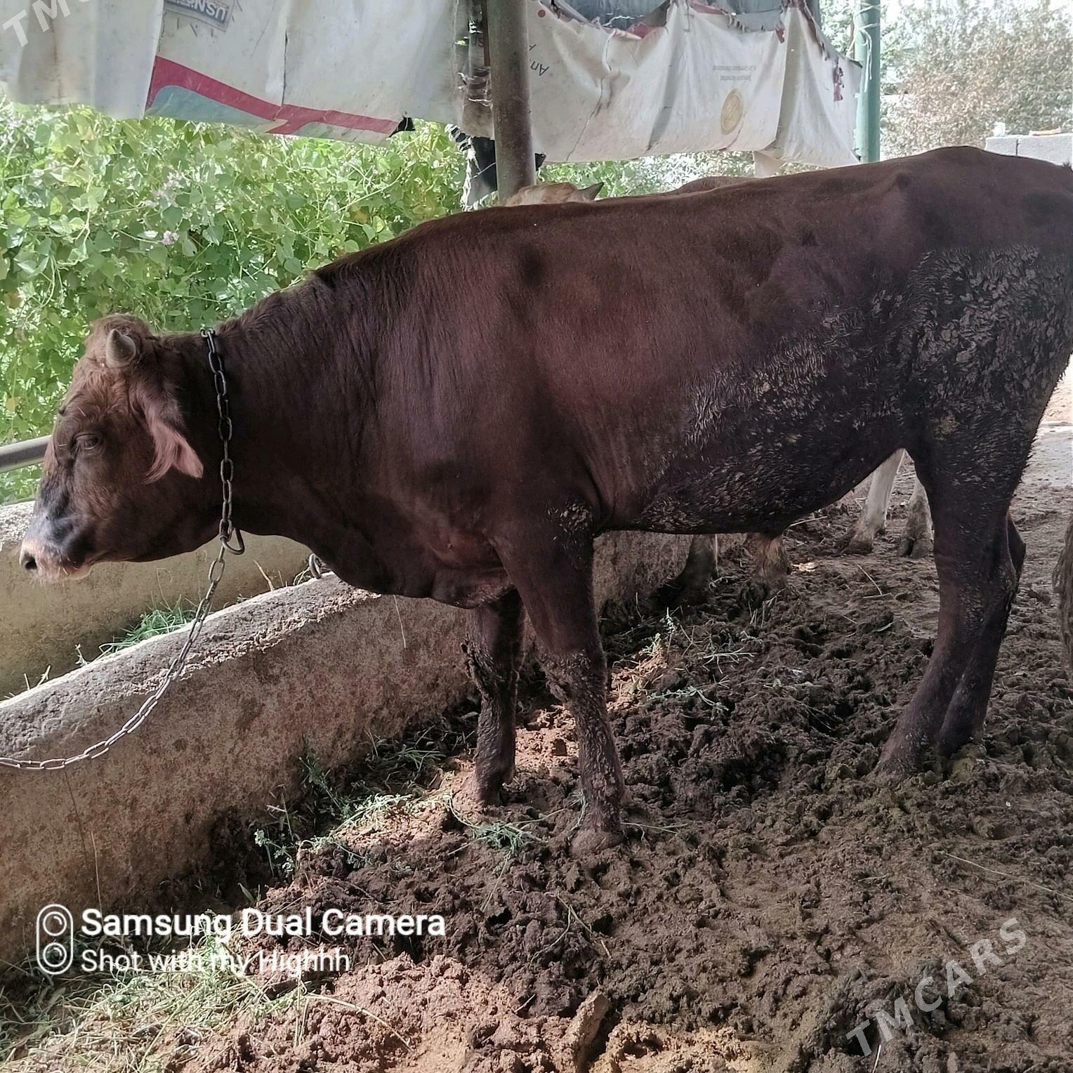 bakylan okuz - Gökdepe - img 1