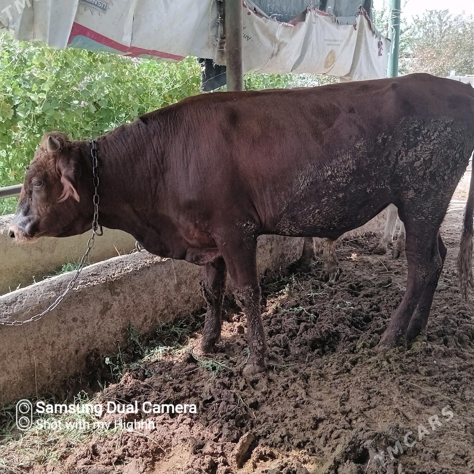 bakylan okuz - Gökdepe - img 2