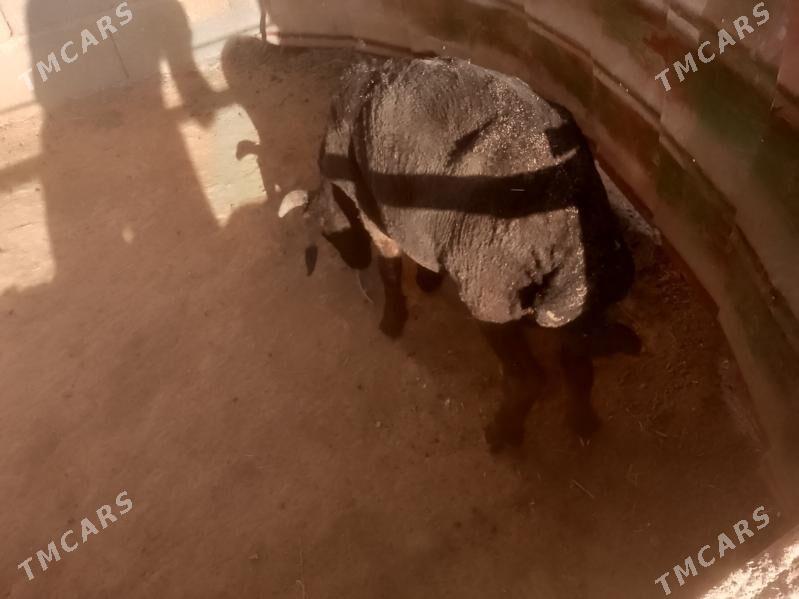 tokly - Ýalkym - img 1