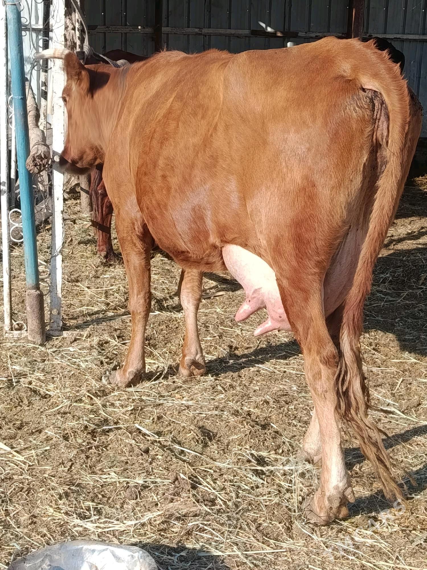goleli sygyr - Türkmenabat - img 2
