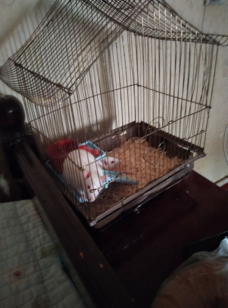 продам крыс - Mary - img 3
