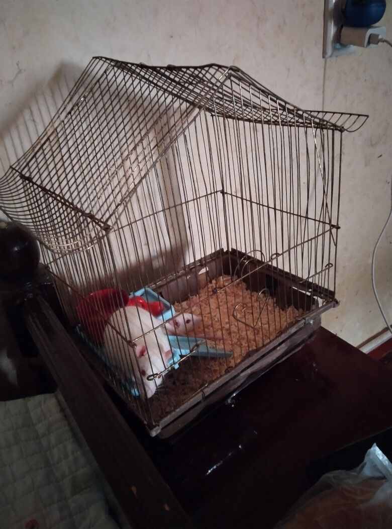 продам крыс - Mary - img 4