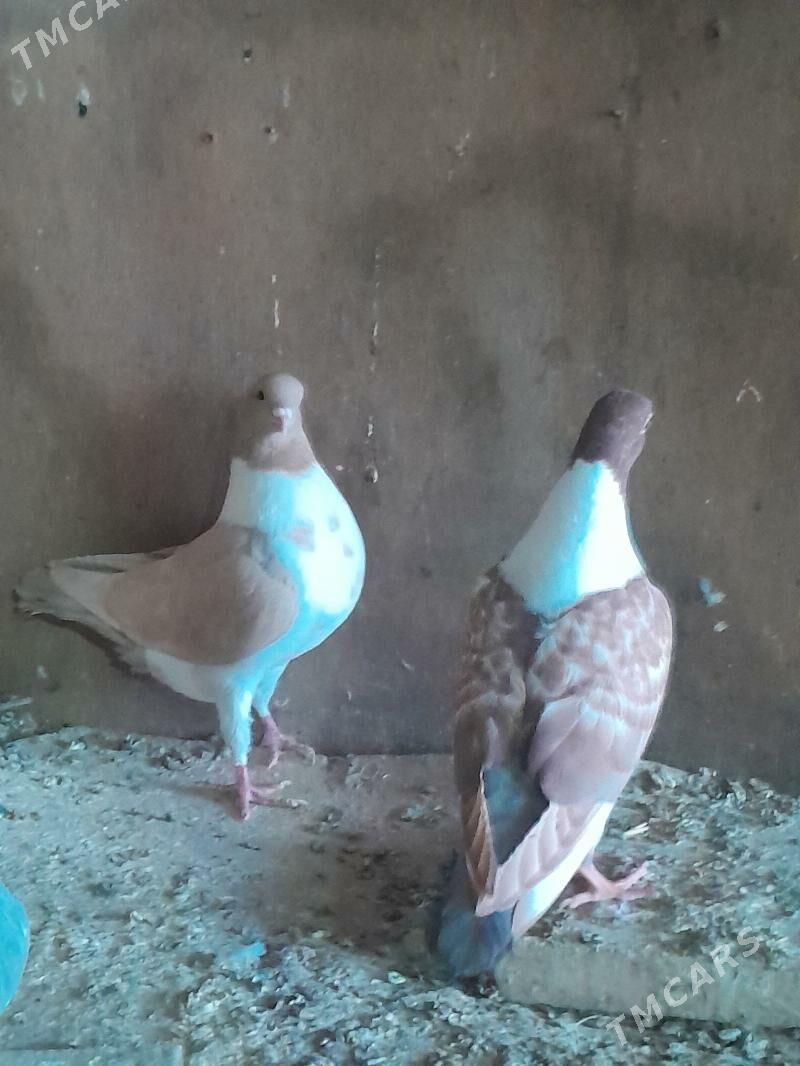 kepderi - Mary - img 4