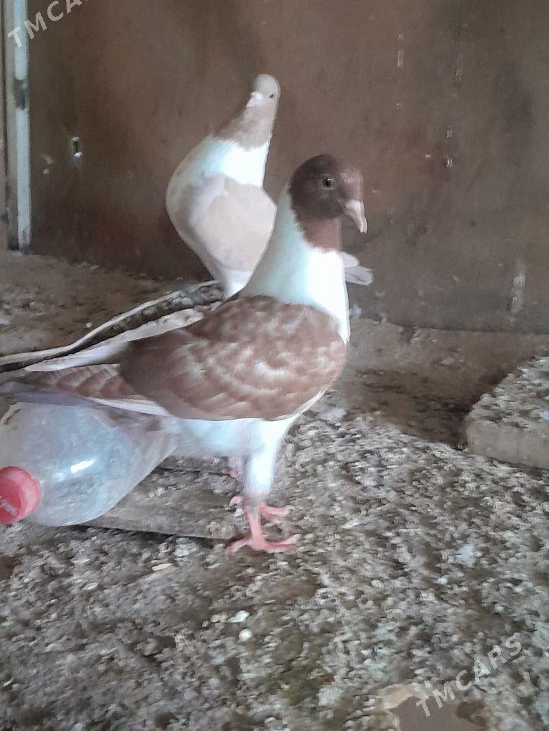 kepderi - Mary - img 3