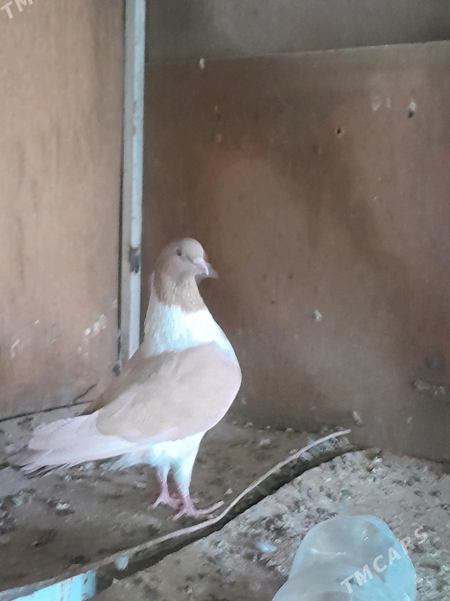 kepderi - Mary - img 5