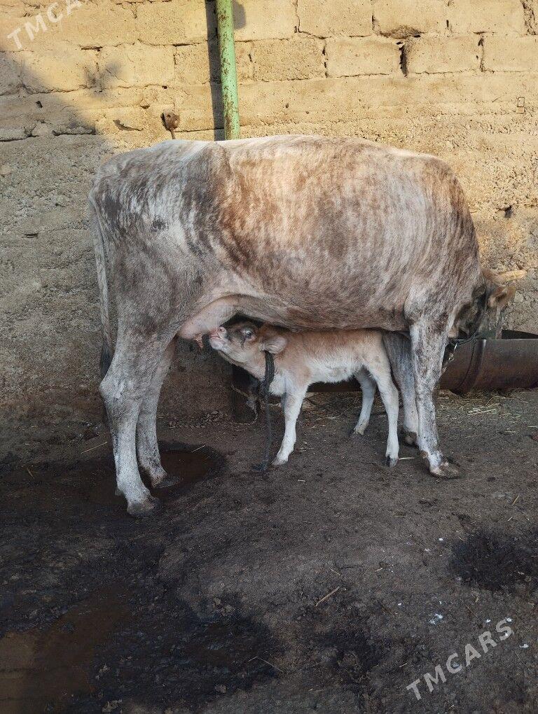 sygyr göleli - Garadamak Şor - img 3
