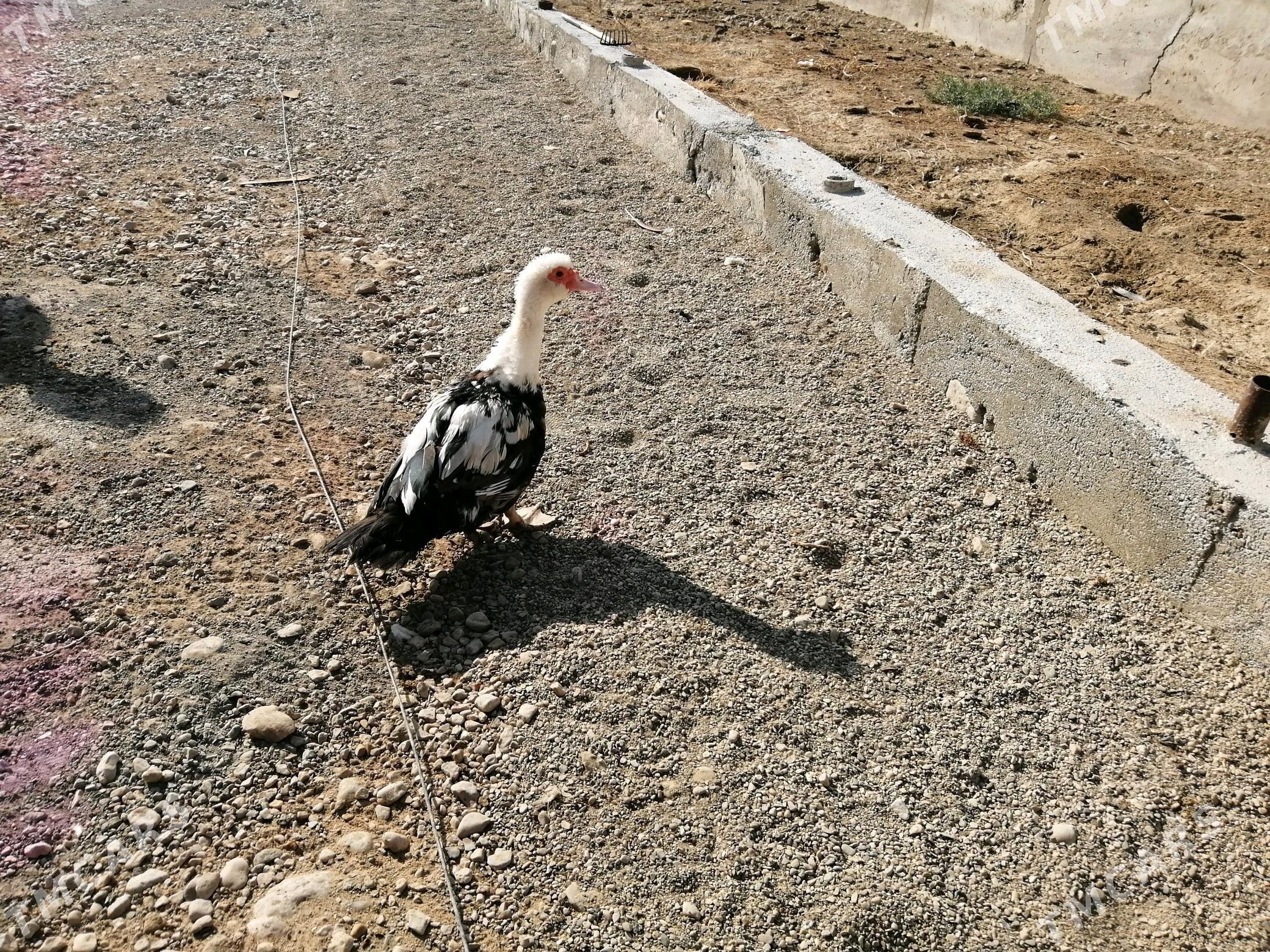 Ordek indeutga - Балканабат - img 1