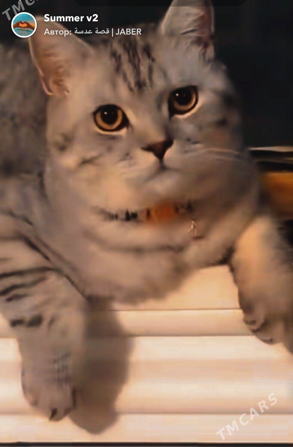 кот - Туркменабат - img 3