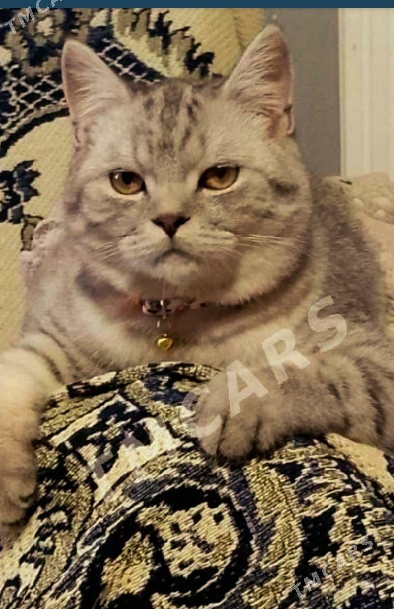 кот - Туркменабат - img 4