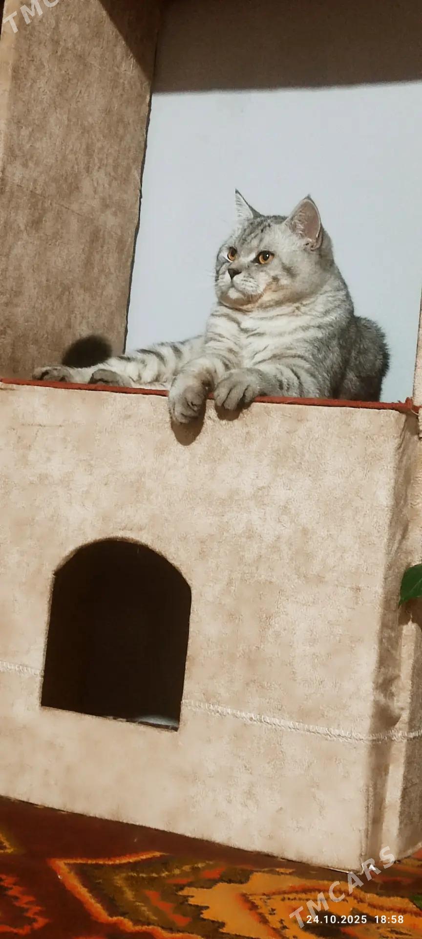 кот - Туркменабат - img 2